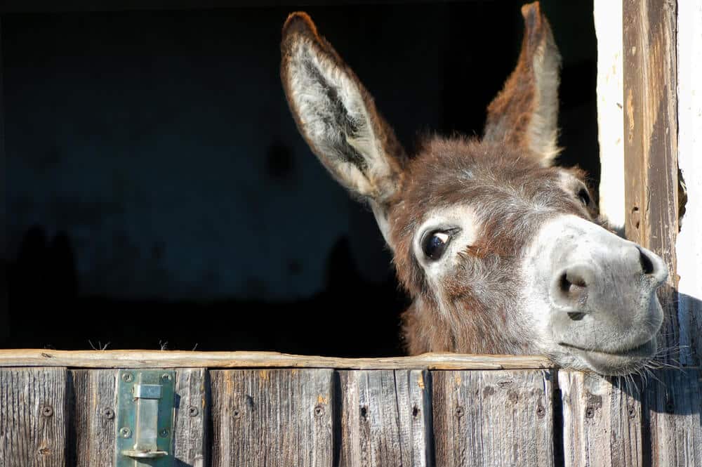 Ein Eselhof begeistert Kinder und Eltern gleichermaßen und ist deshalb ein tolles Ausflugsziel