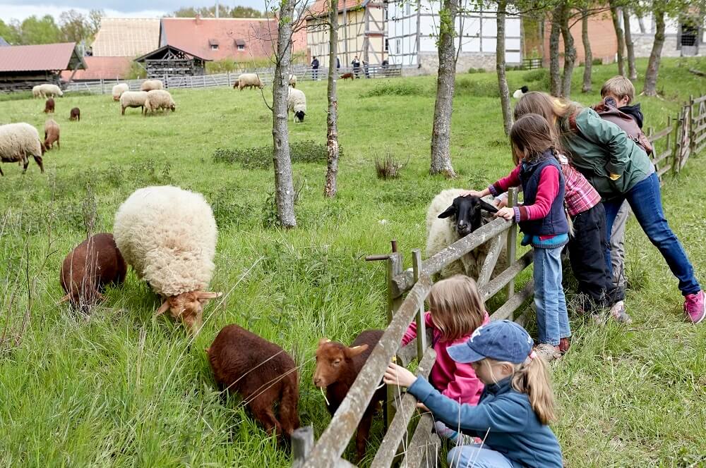 Im Hessenpark können Kinder Tiere bestaunen